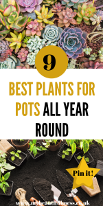 Here are 9 best plants for pots all year round. Most of these flower during the colder months and look great in any sized garden by Laura at My Beautiful Mess #plants #bestplantsforpots #winterflowers