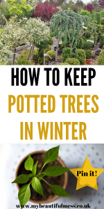 This is how to keep potted trees in Winter. This talks you through how to keep them alive, which trees to pick and which flower by Laura at My Beautiful Mess #WinterTrees #Pottedtrees
