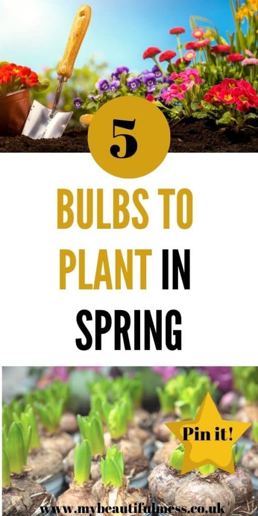 Are you looking for bulbs to plant in Spring? This posts runs through the dos and don'ts for Spring planting and which bulbs grow best by Laura at My Beautiful Mess