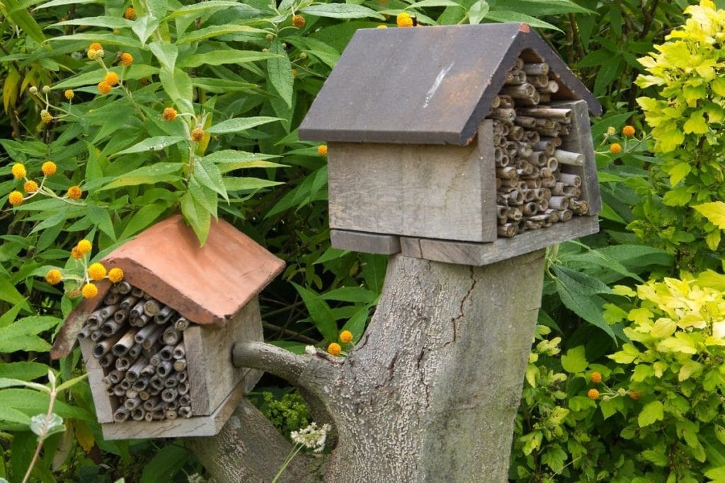 Tress with bee houses in