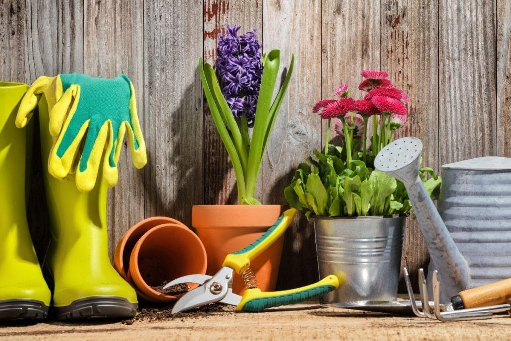 Garden boots, flowers and cutters